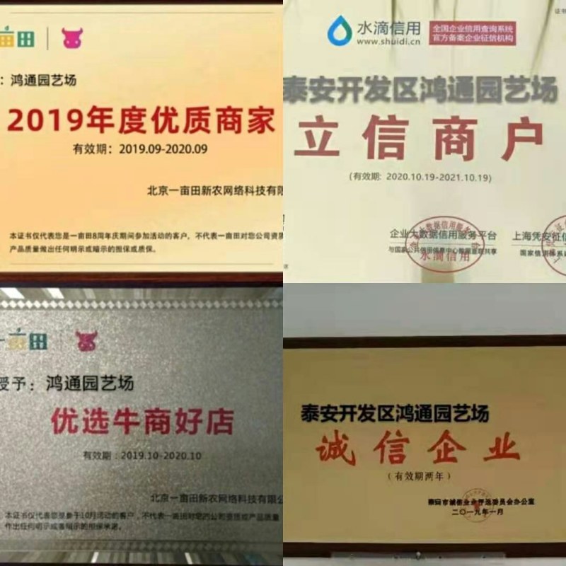 奶油草莓苗基地直销，脱毒苗现挖现卖包成活死苗补发