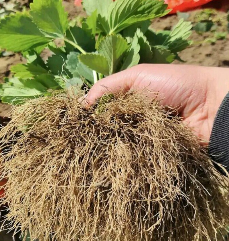 奶油草莓苗基地直销，脱毒苗现挖现卖包成活死苗补发