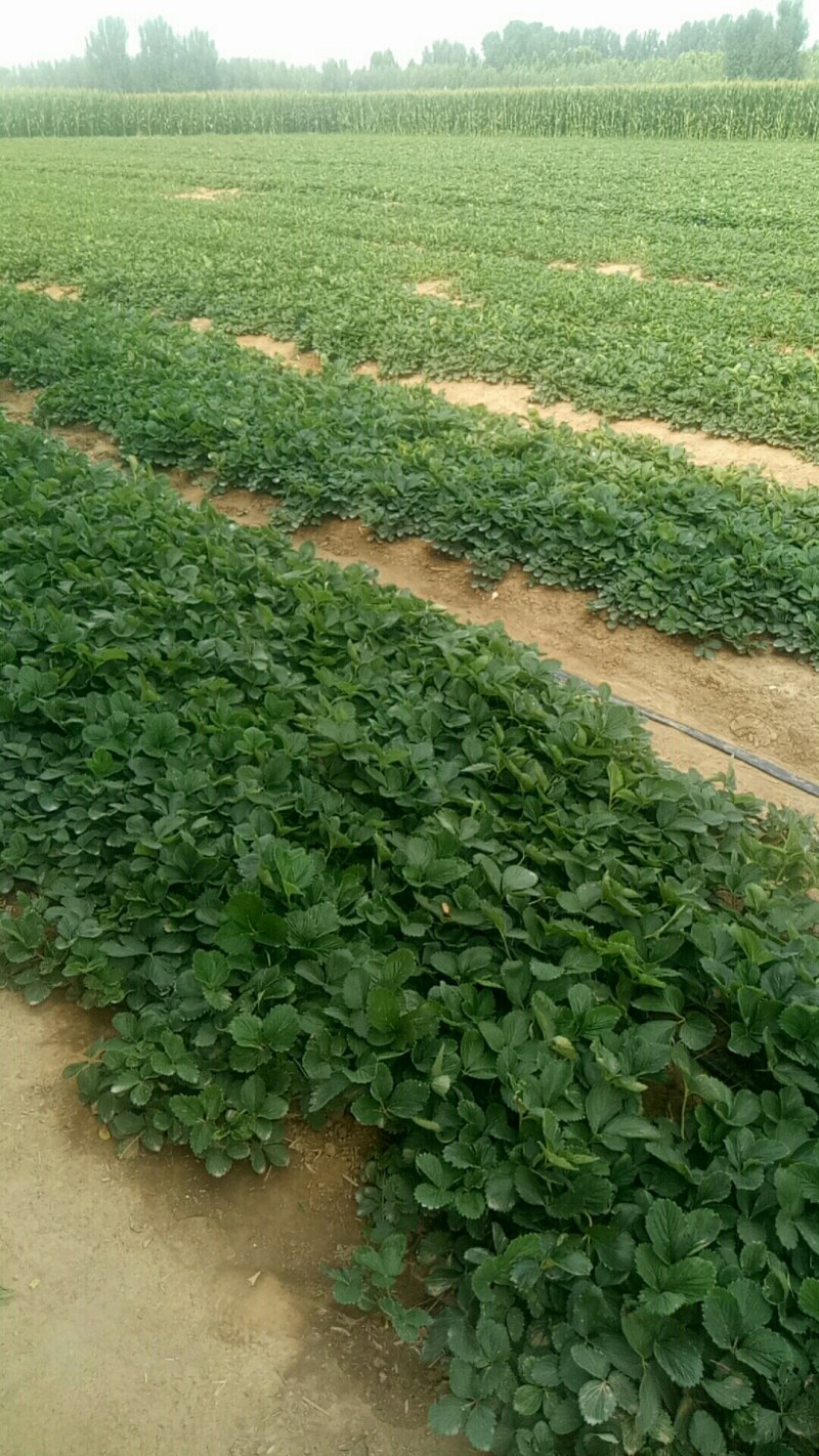 奶油草莓苗基地直销，脱毒苗现挖现卖包成活死苗补发