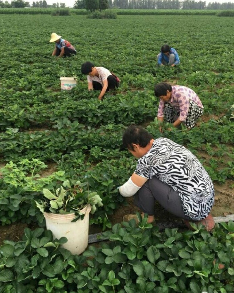 奶油草莓苗基地直销，脱毒苗现挖现卖包成活死苗补发