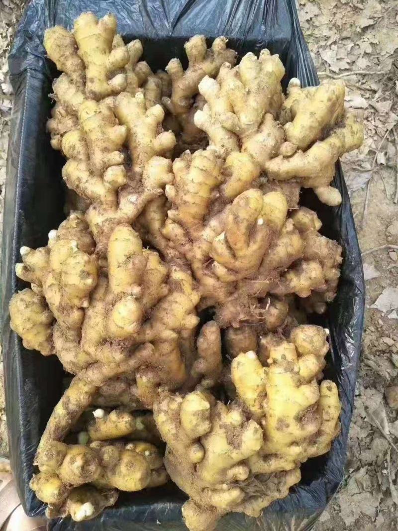 【推荐】生姜辣味十足姜块厚重【支持全国发货坏烂包赔】