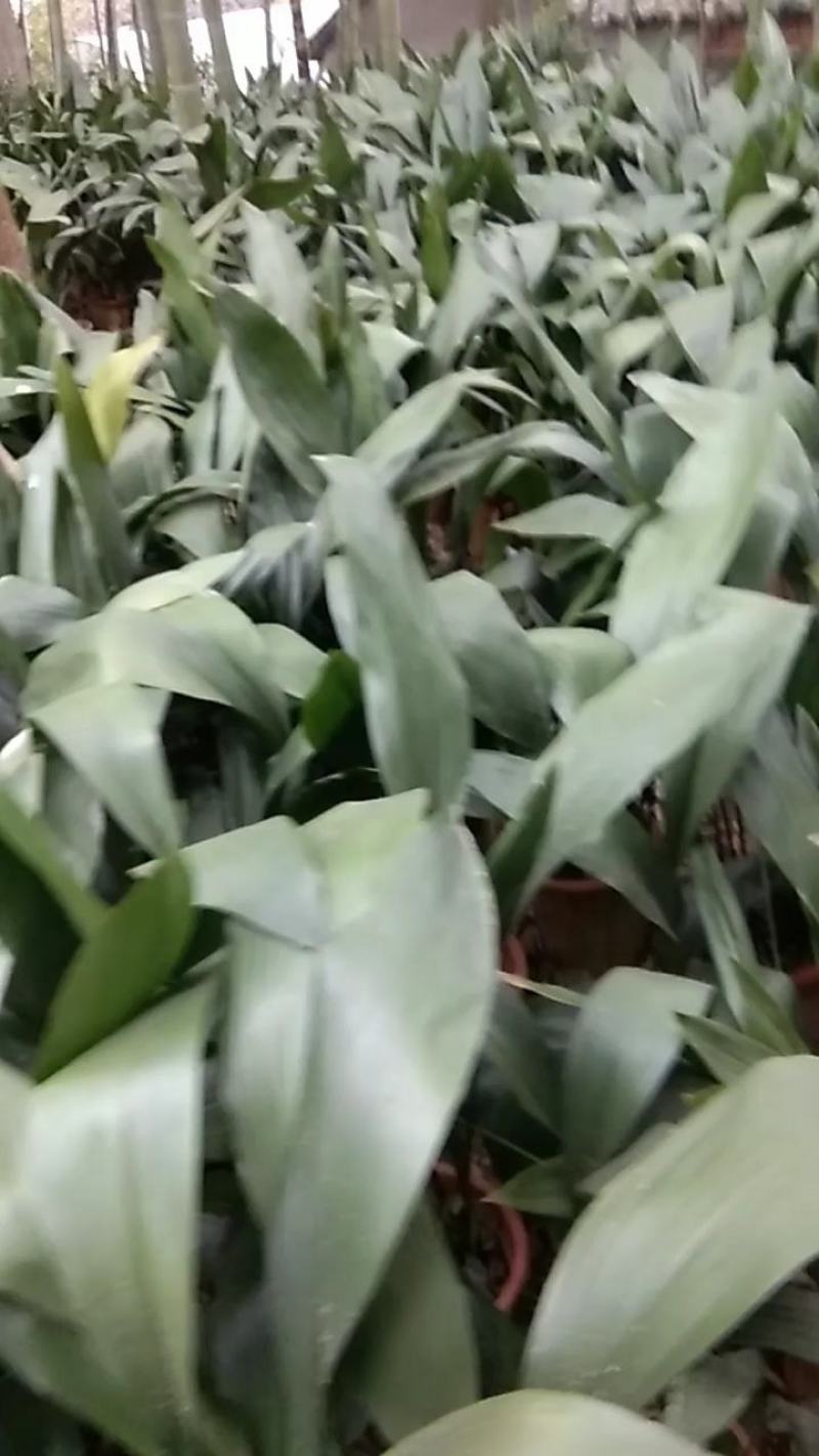 一叶兰绿化苗，室内盆栽苗极耐阴耐寒耐干旱贫脊