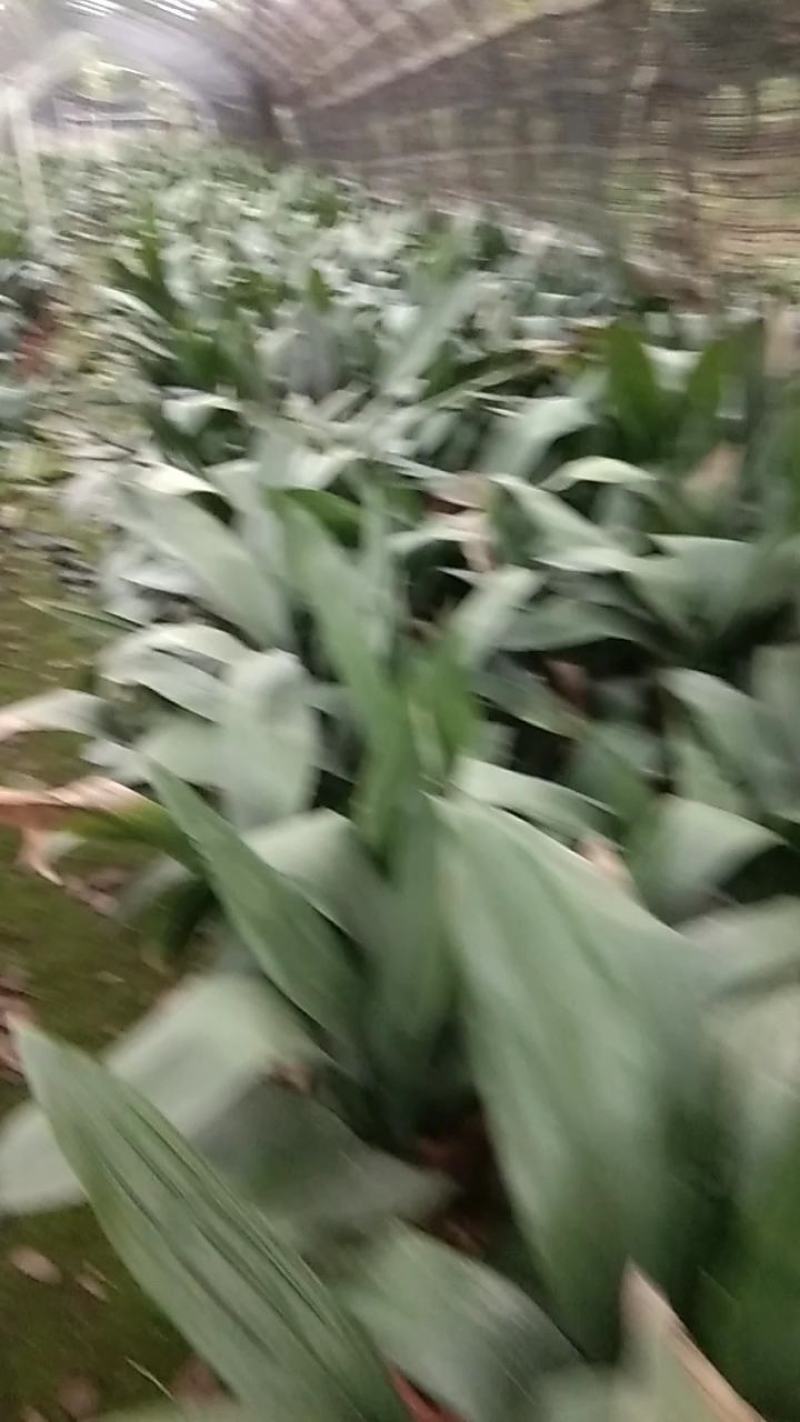 一叶兰绿化苗，室内盆栽苗极耐阴耐寒耐干旱贫脊