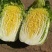 代发全国大白菜，新鲜采摘，当天发货，货源充足，一条龙