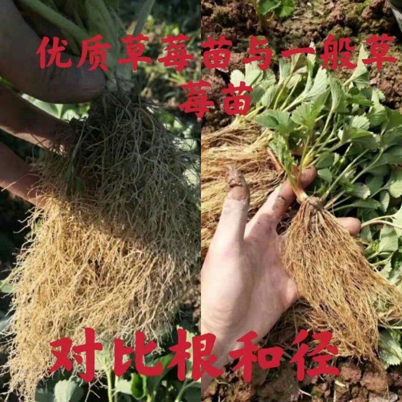 优质法兰地草莓苗，基地热卖现挖现发保品种保成活