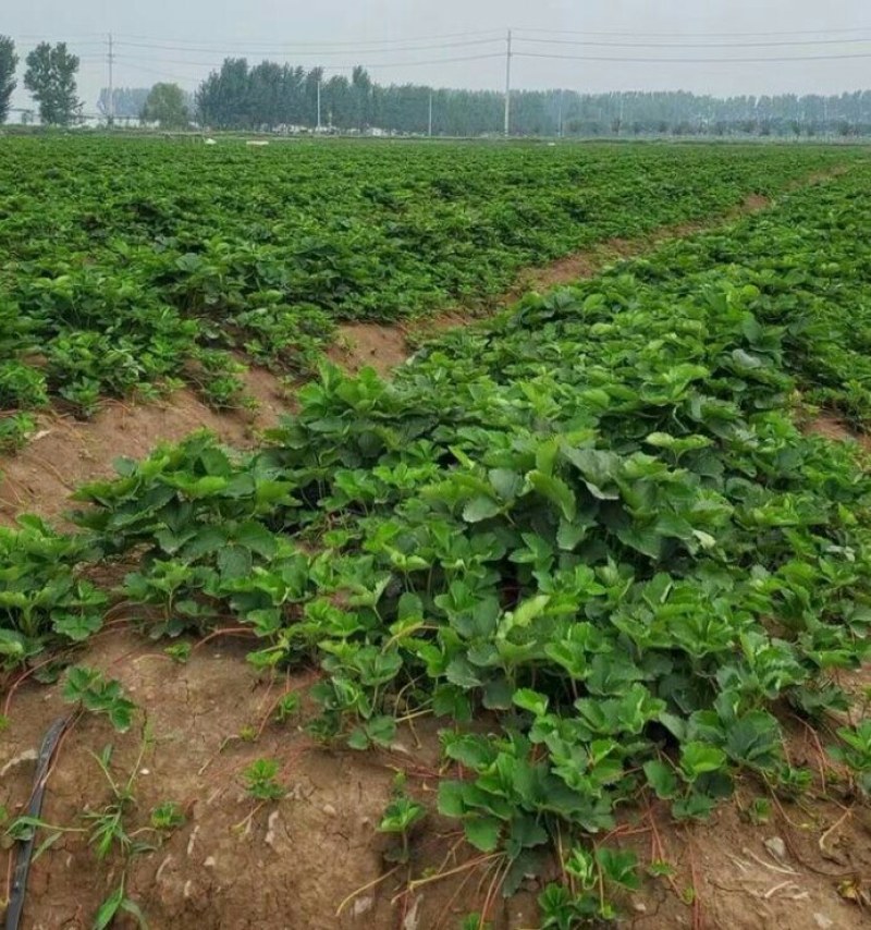 优质法兰地草莓苗，基地热卖现挖现发保品种保成活