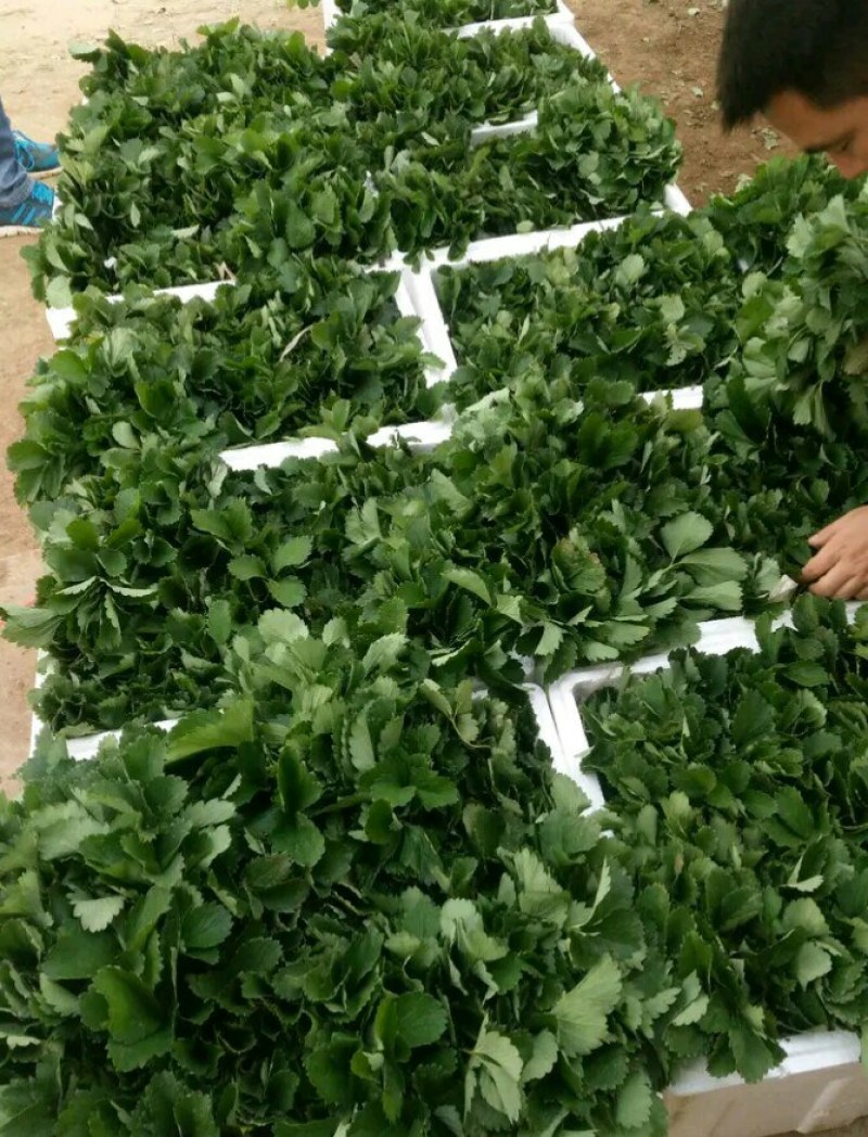 优质法兰地草莓苗，基地热卖现挖现发保品种保成活