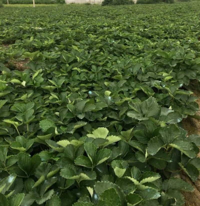 优质法兰地草莓苗，基地热卖现挖现发保品种保成活
