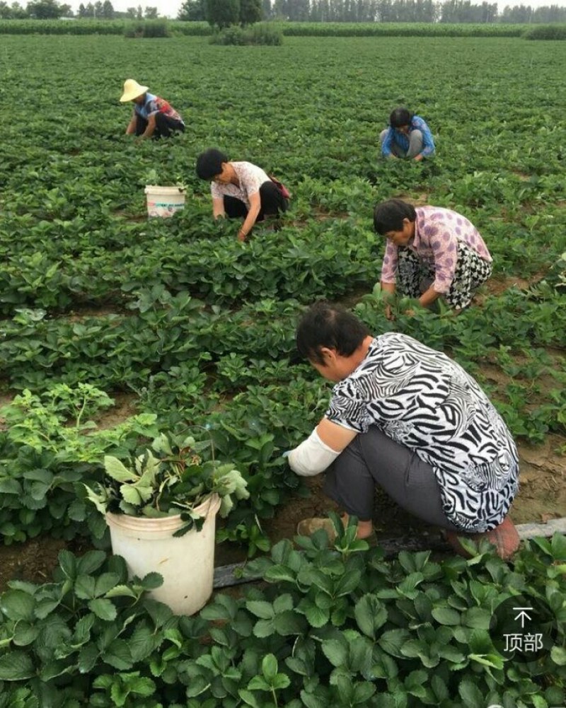 优质法兰地草莓苗，基地热卖现挖现发保品种保成活