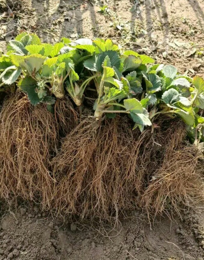 优质法兰地草莓苗，基地热卖现挖现发保品种保成活