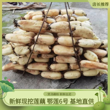 【洗藕】四川-莲藕-鄂莲6号-农场直供，四季有货，送小藕