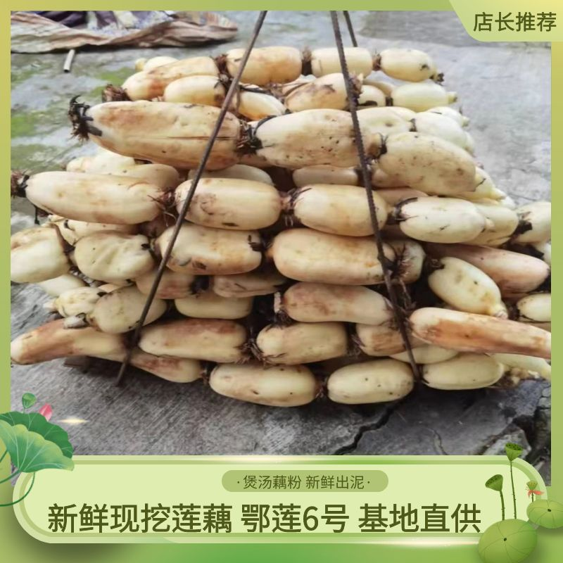 【洗藕】四川-莲藕-鄂莲6号-农场直供，四季有货，送小藕