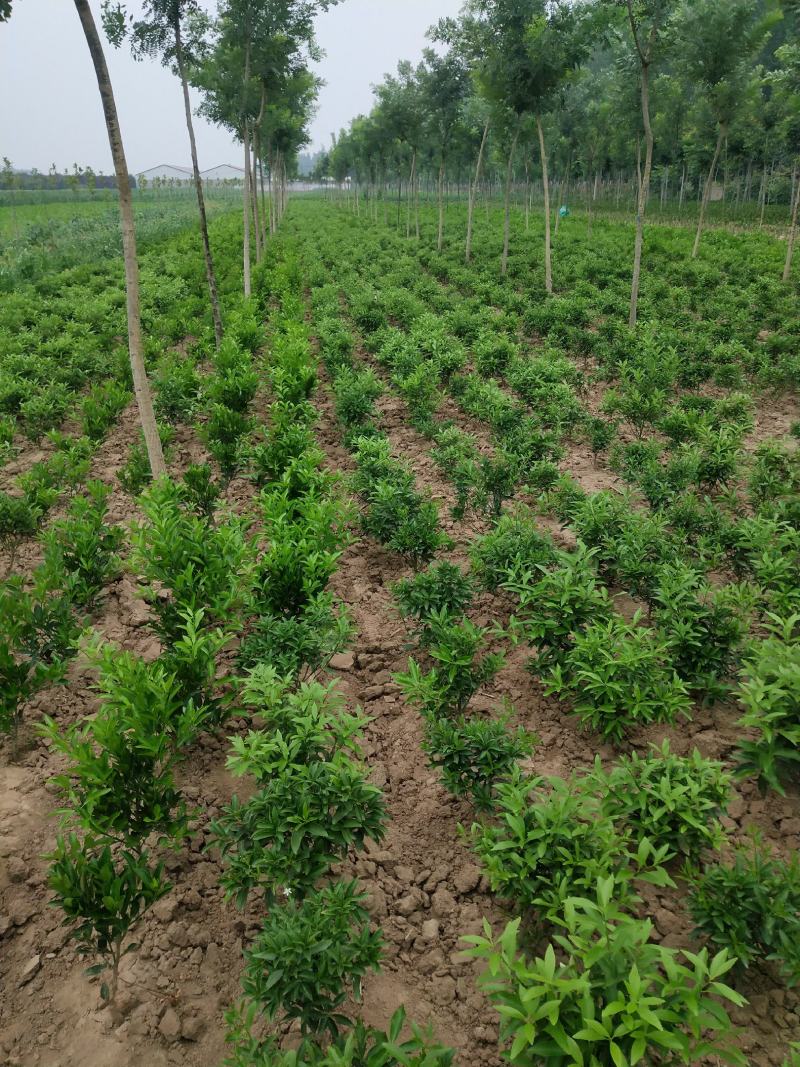 金桔苗多分支，砧木粗壮。好栽植易成活当年可挂果