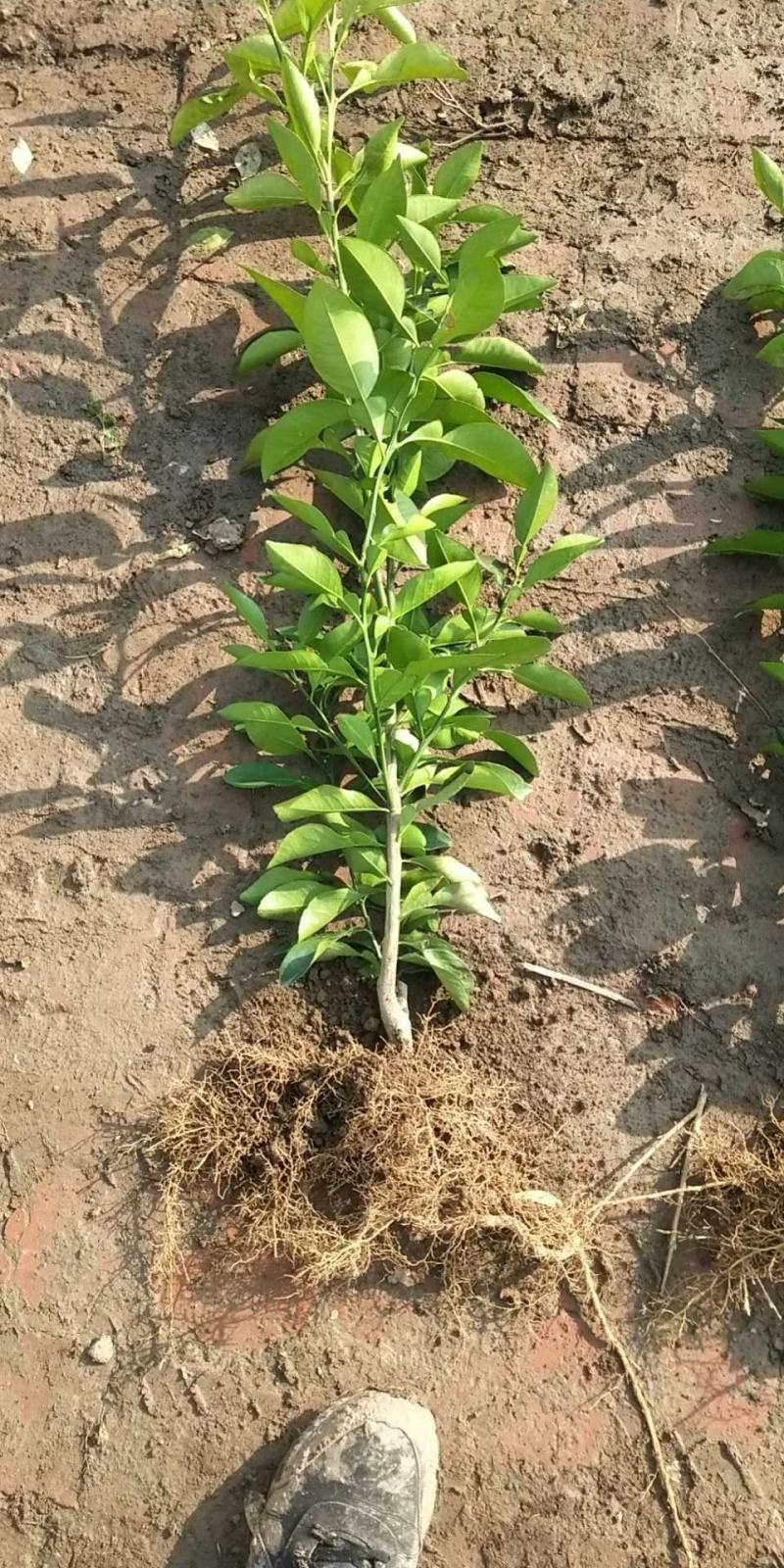 金桔苗多分支，砧木粗壮。好栽植易成活当年可挂果