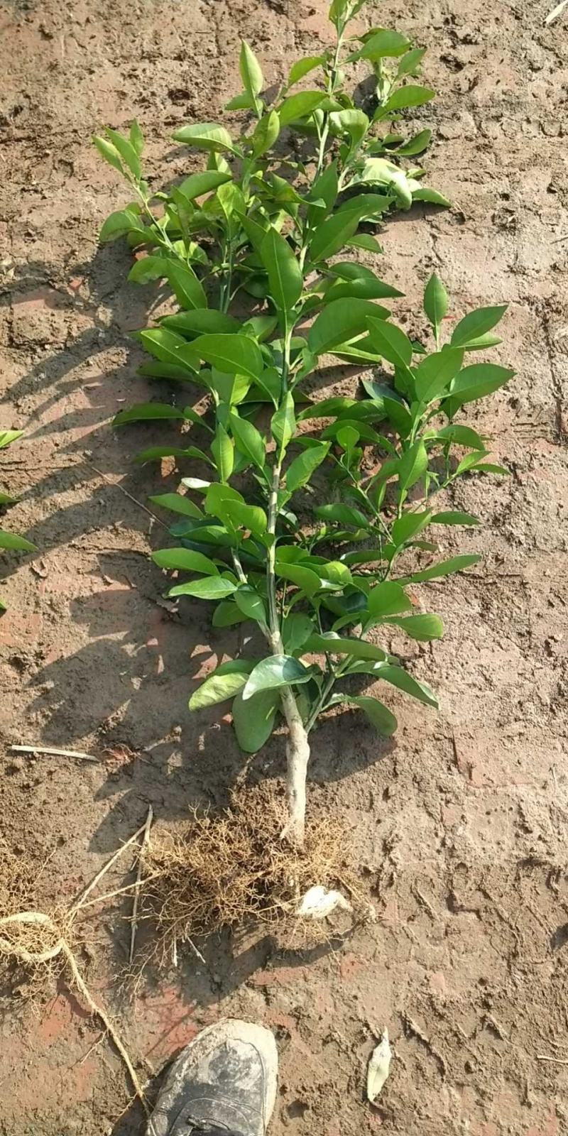 金桔苗多分支，砧木粗壮。好栽植易成活当年可挂果