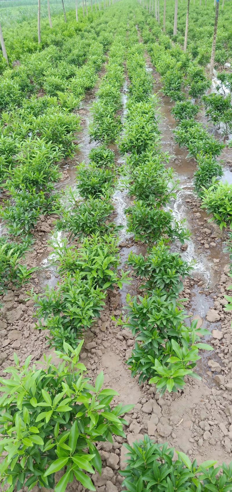 金桔苗多分支，砧木粗壮。好栽植易成活当年可挂果