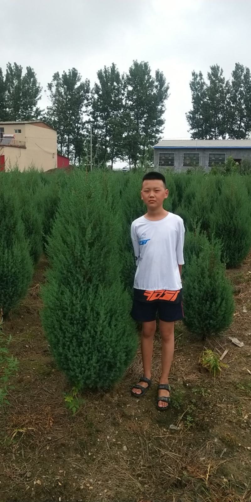 河南侩柏，适合绿化种植。1米_2米优质河南侩栢