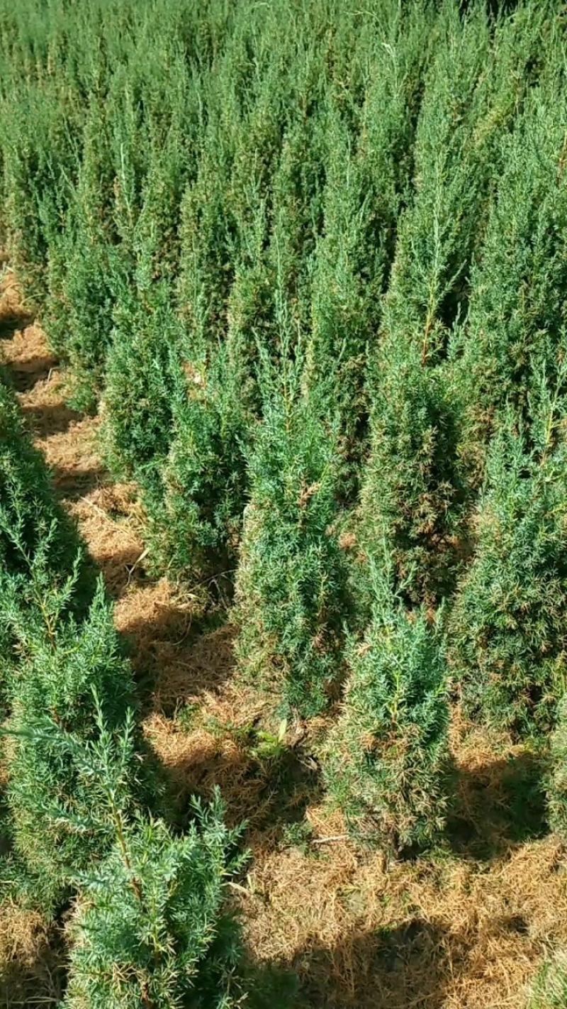河南侩柏，适合绿化种植。1米_2米优质河南侩栢