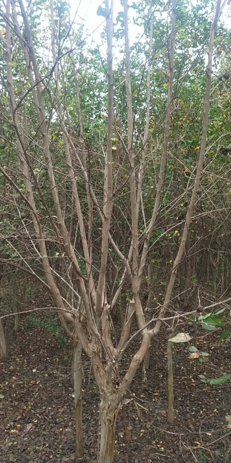 紫薇各种规格的，花色齐全。量大