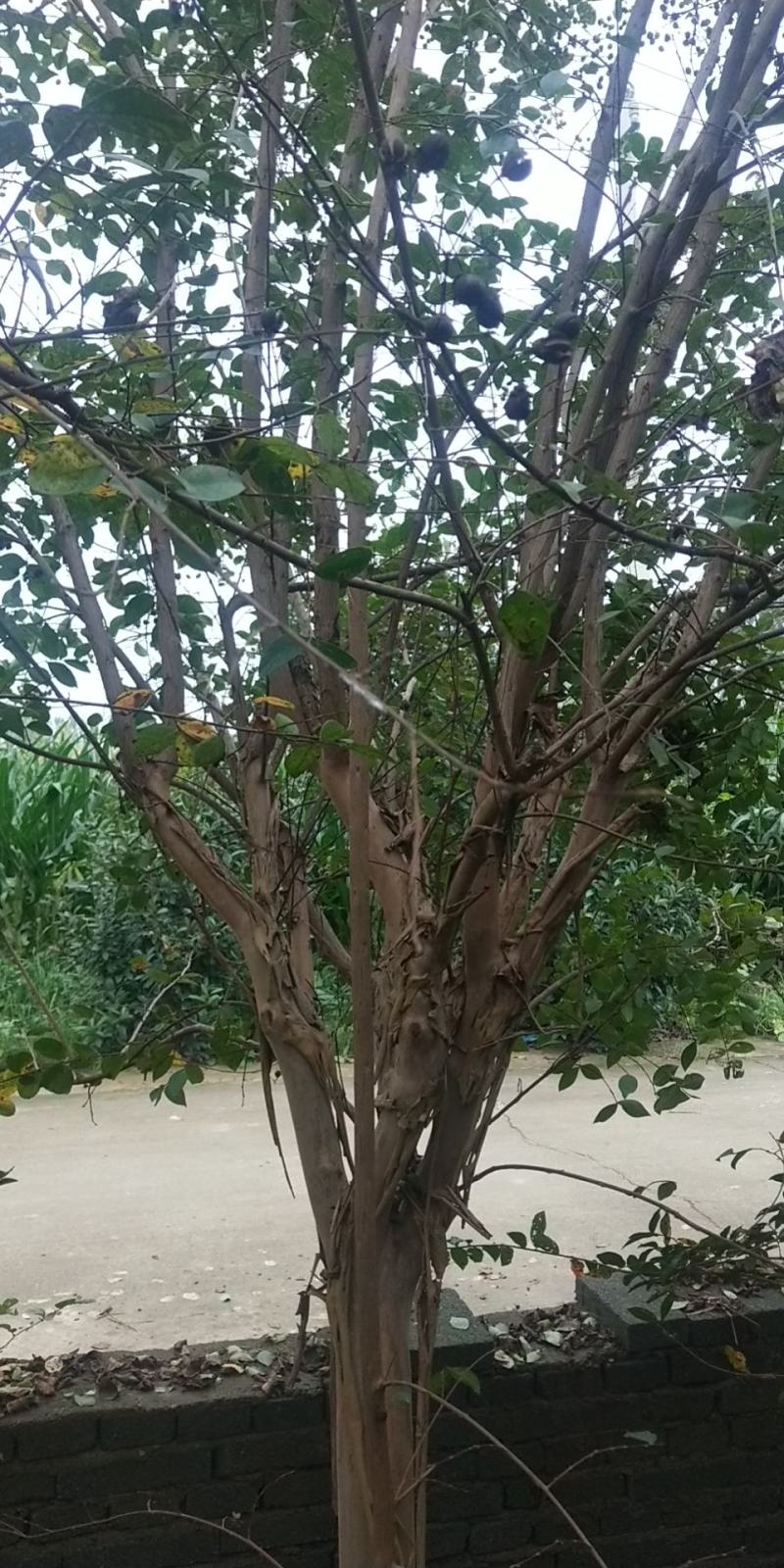 紫薇各种规格的，花色齐全。量大