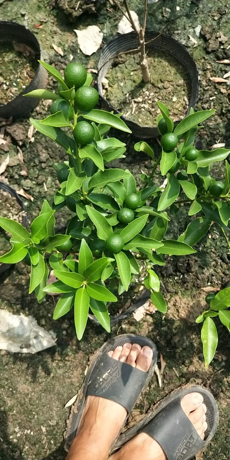 大量盆桔，应年节景。量大从优，现有大量甜蜜蜜金桔上市。