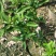 大量盆桔，应年节景。量大从优，现有大量甜蜜蜜金桔上市。
