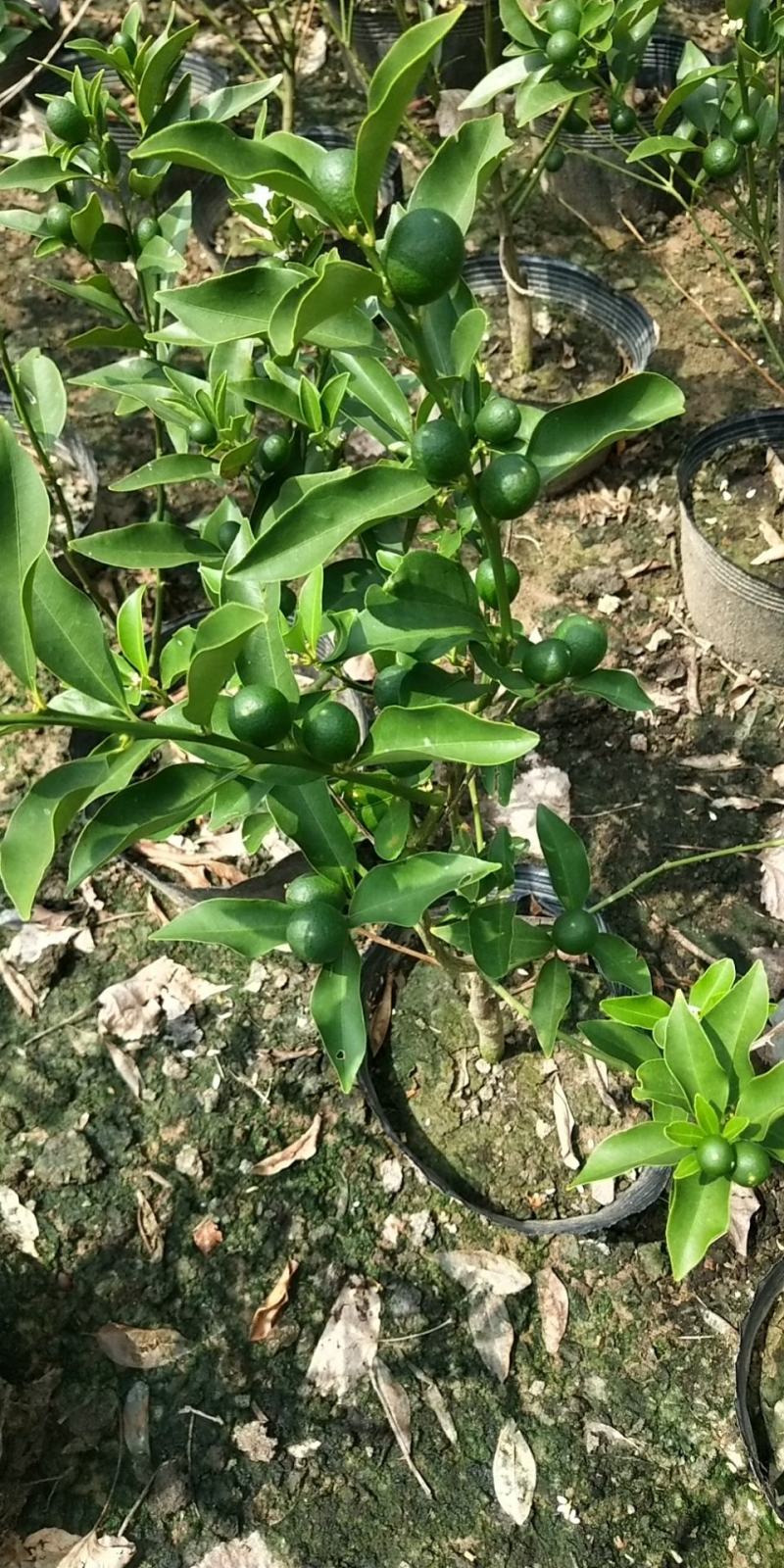 大量盆桔，应年节景。量大从优，现有大量甜蜜蜜金桔上市。