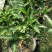 大量盆桔，应年节景。量大从优，现有大量甜蜜蜜金桔上市。
