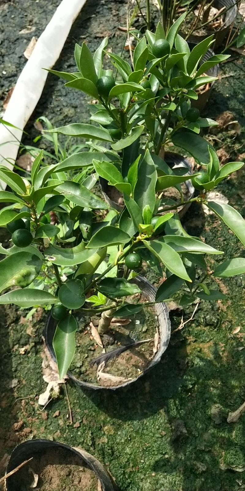 大量盆桔，应年节景。量大从优，现有大量甜蜜蜜金桔上市。