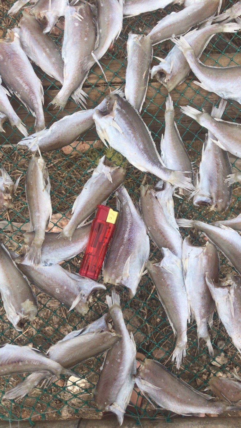 黄花鱼地摊小黄花鱼鱼干