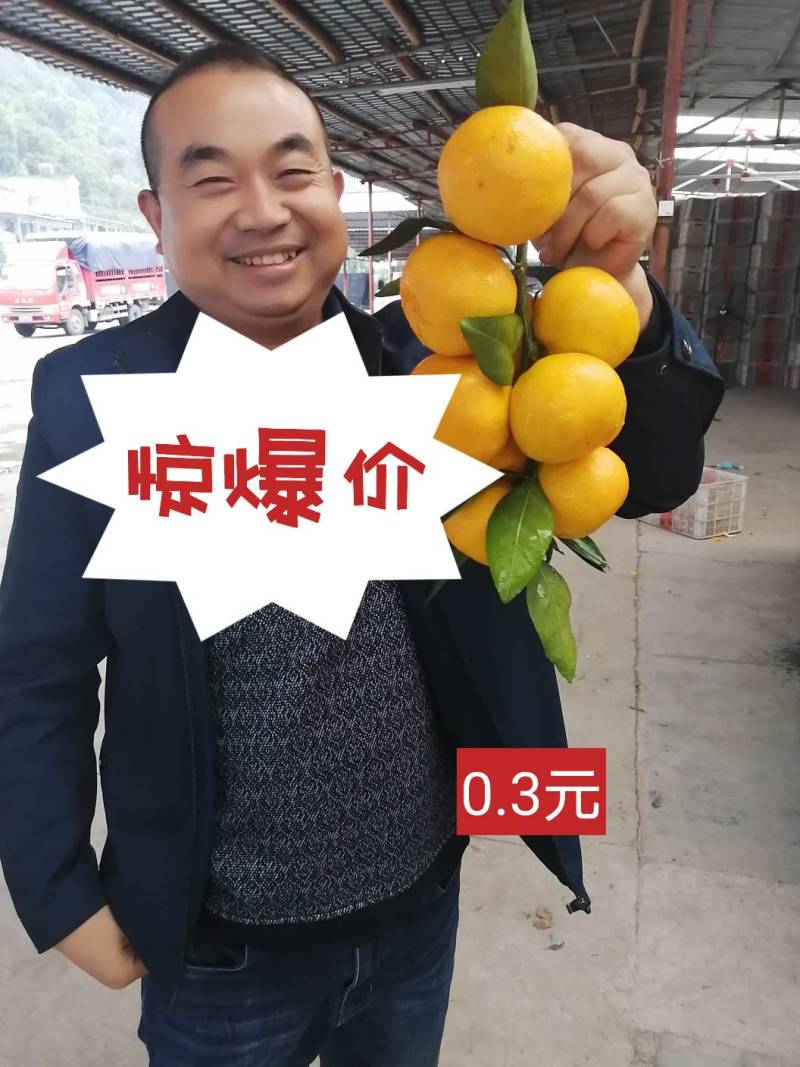 特早蜜橘，合作社直供，农商对接，无代办费