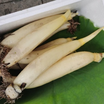 水果藕马踏湖白莲藕藕尖脆藕高档食材水果藕