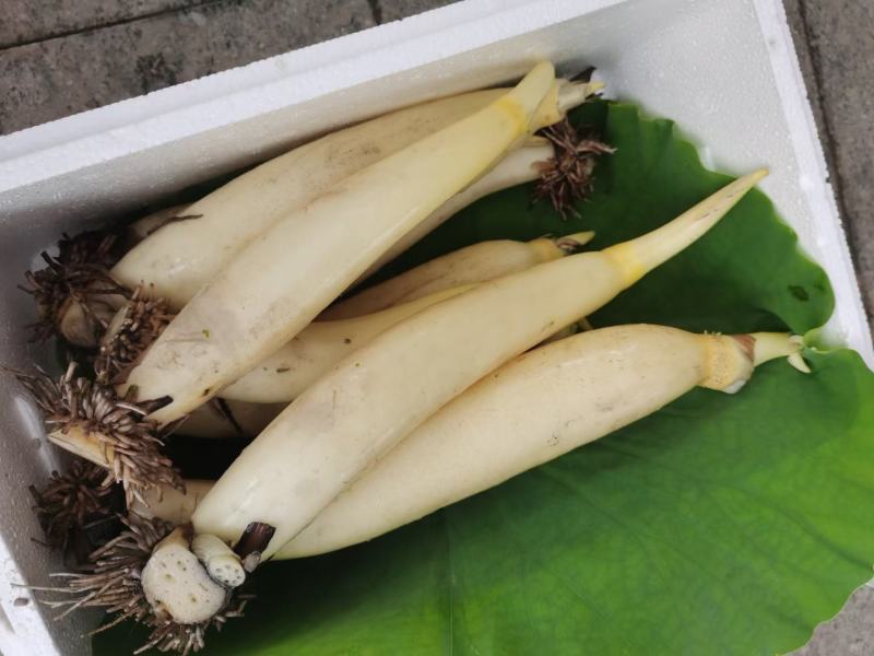 水果藕马踏湖白莲藕藕尖脆藕高档食材水果藕