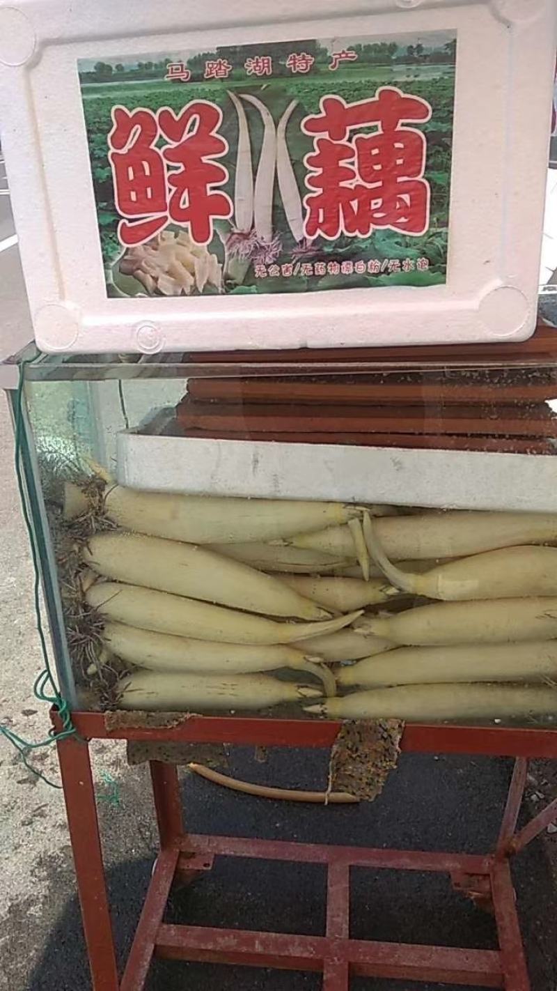 水果藕马踏湖白莲藕藕尖脆藕高档食材水果藕