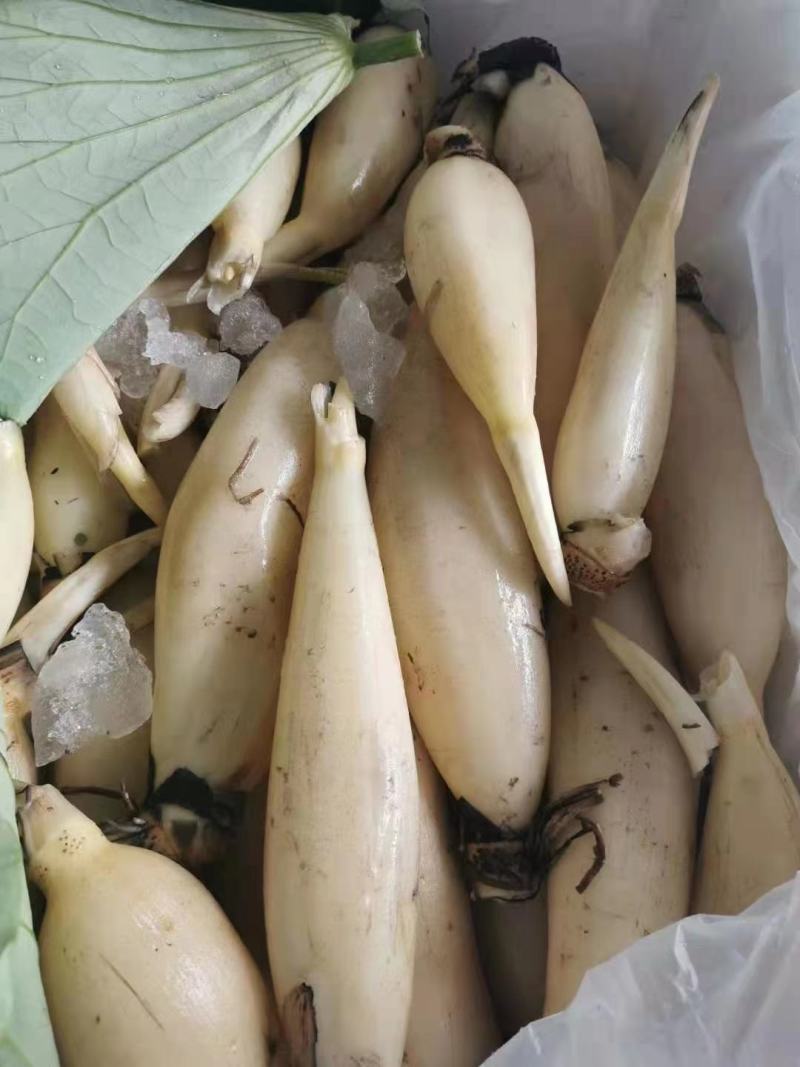水果藕马踏湖白莲藕藕尖脆藕高档食材水果藕