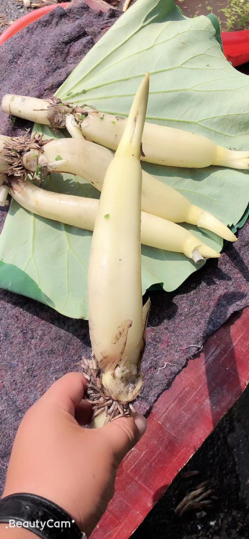 水果藕马踏湖白莲藕藕尖脆藕高档食材水果藕