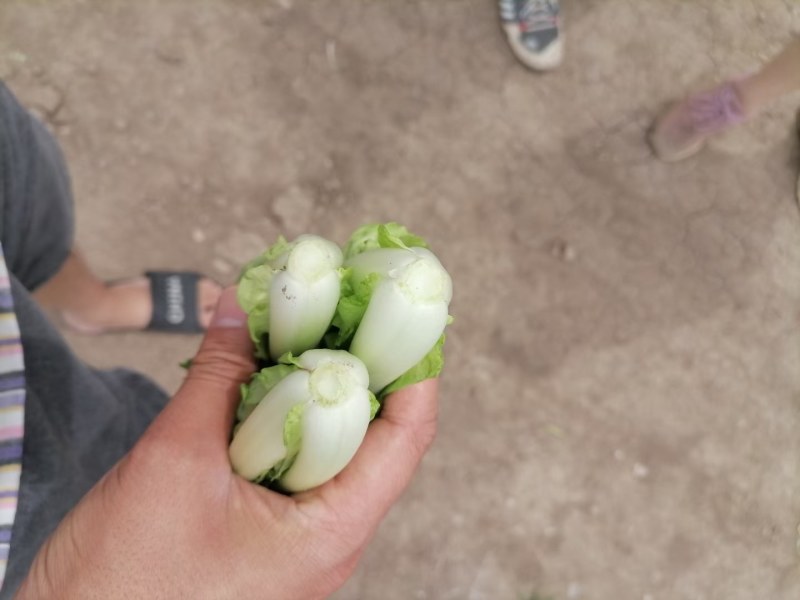 上海青，毛白菜