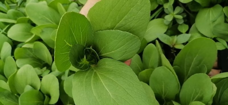 上海青，毛白菜