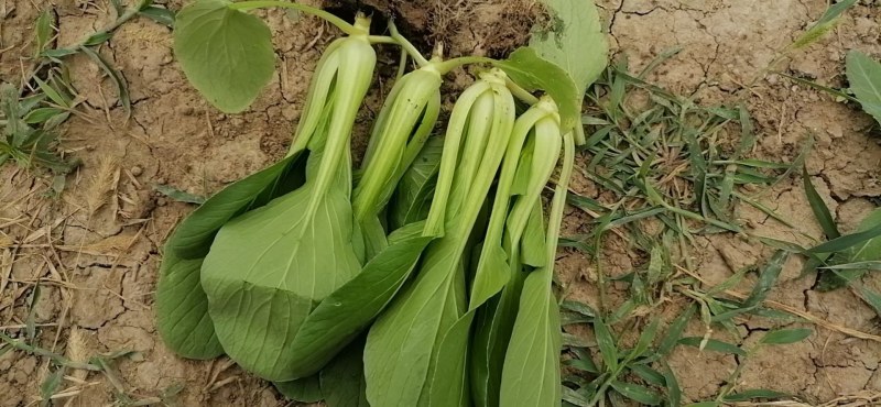 上海青，毛白菜