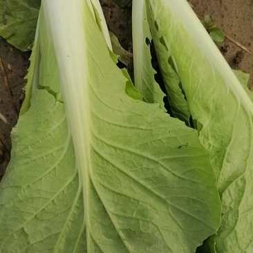 上海青，毛白菜
