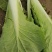上海青，毛白菜