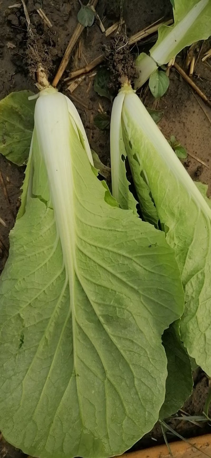 上海青，毛白菜