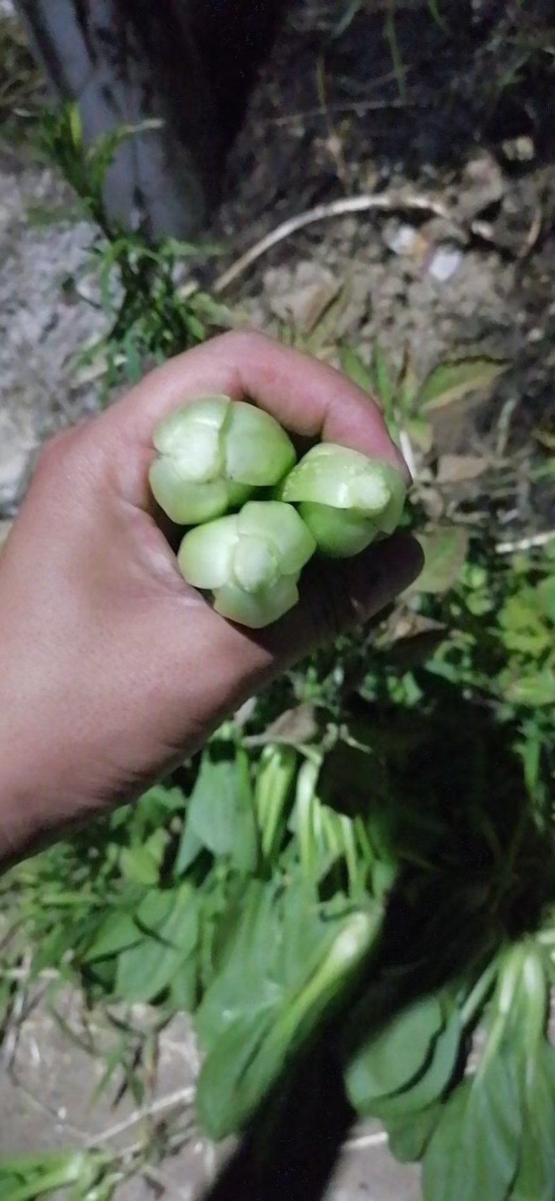 上海青，毛白菜