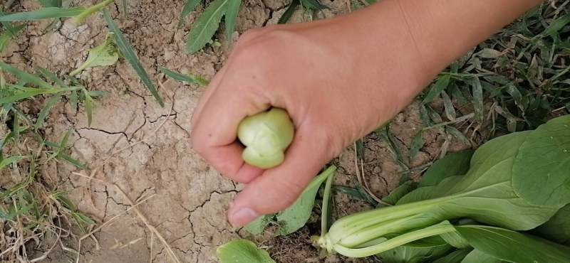 上海青，毛白菜