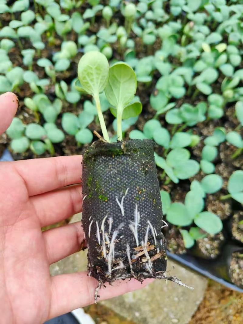 轻基质无防布育苗杯灌好轻基质容器杯基质袋无防布育苗袋