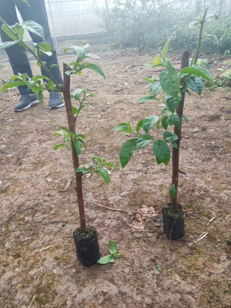 轻基质无防布育苗杯灌好轻基质容器杯基质袋无防布育苗袋