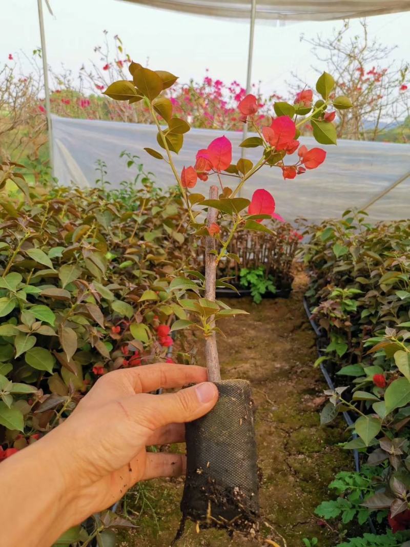 轻基质无防布育苗杯灌好轻基质容器杯基质袋无防布育苗袋
