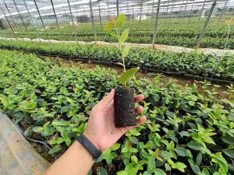 轻基质无防布育苗杯灌好轻基质容器杯基质袋无防布育苗袋