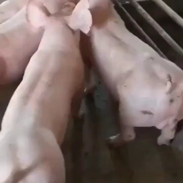 约克公猪，性欲强，抗病能力强，欢迎选购！