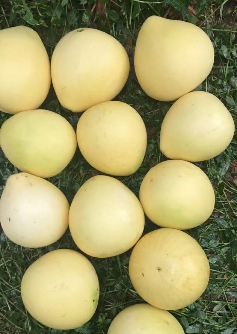 自家种植蜜柚水分超足果肉非常多品质好